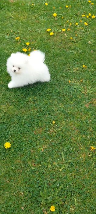 Piesek szpic miniaturowy Pomeranian