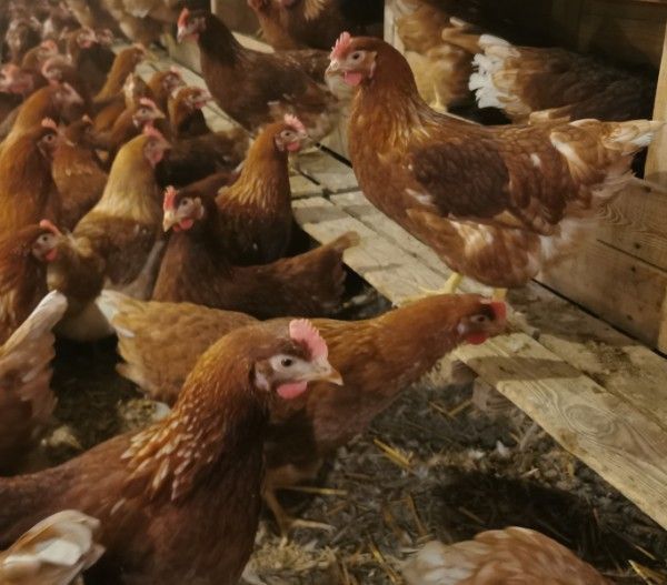 Kury Nioski z Jajkiem. Lohmann Brown. Wysylka.