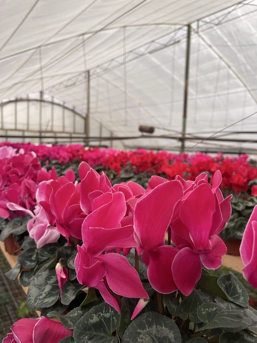 Цветы  на празники