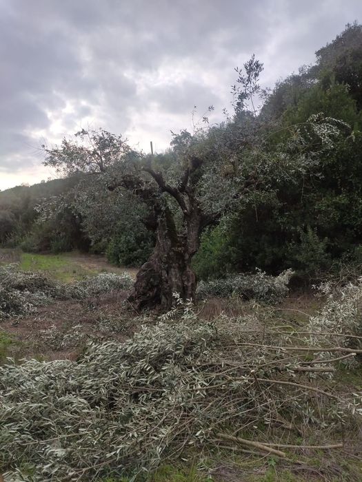 Limpeza de terrenos e serviços agrícolas