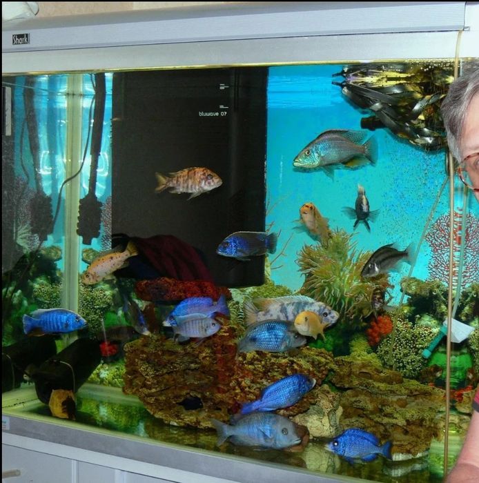 Аквариум с тумбой  SHARK с бесшовным передним стеклом 250 л