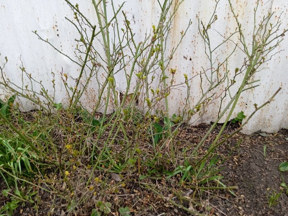 Розы вьющиес карликовые