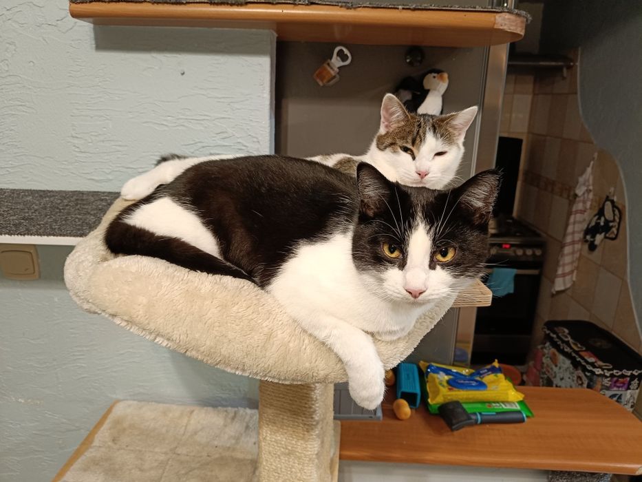 koty do adopcji!