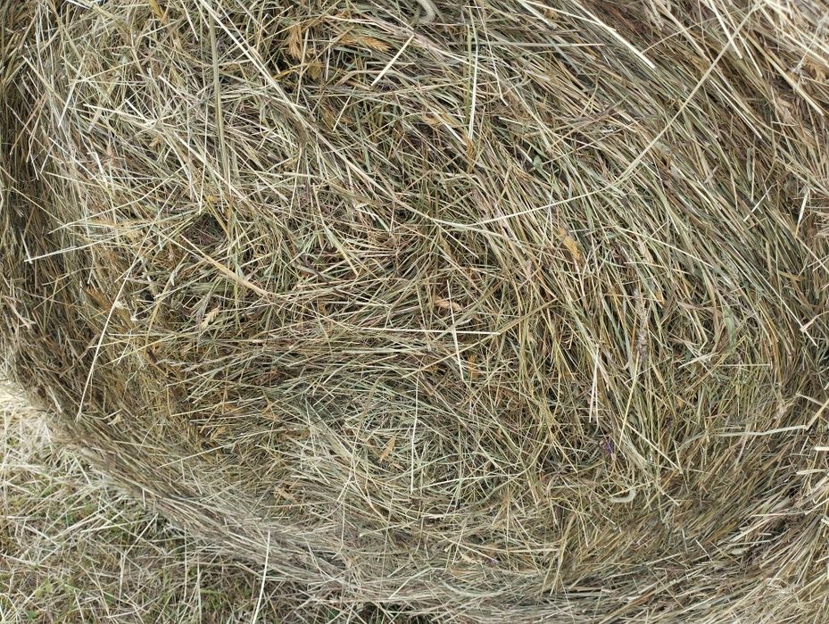 Sprzedam bale ze siana