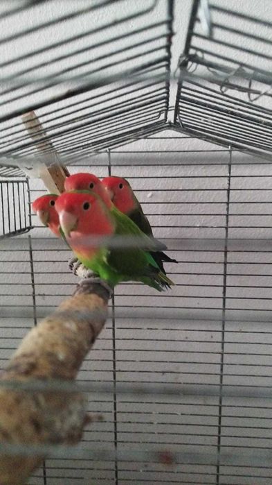 Nierozłączki czerwonoczelne