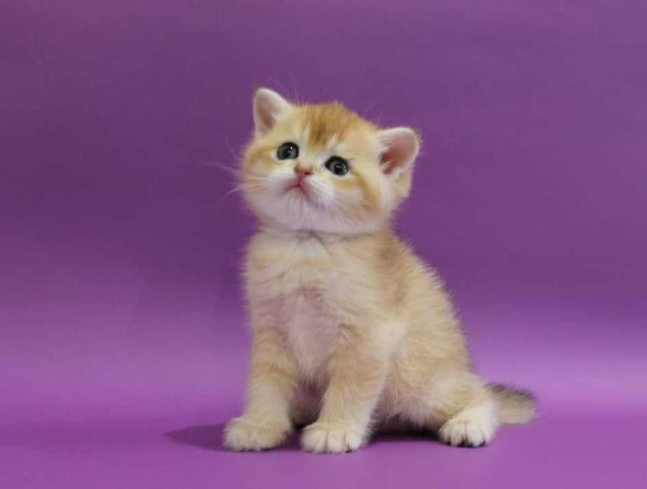 Красавчик Ник! шотландец