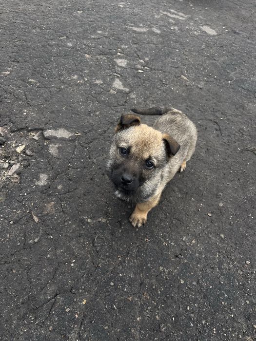 Віддам цуценя в добрі руки