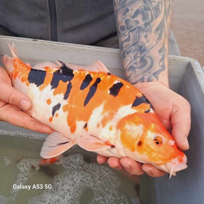 Sprzedaż ryb stawowych I ozdobnych