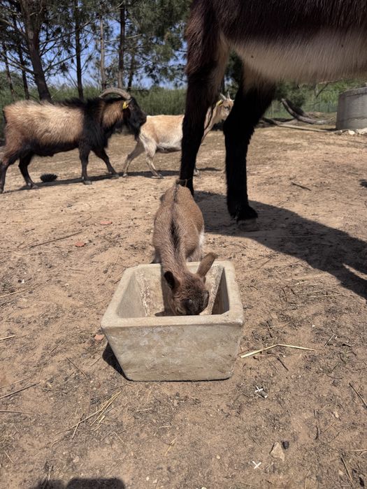 Cabras anãs novas e velhas