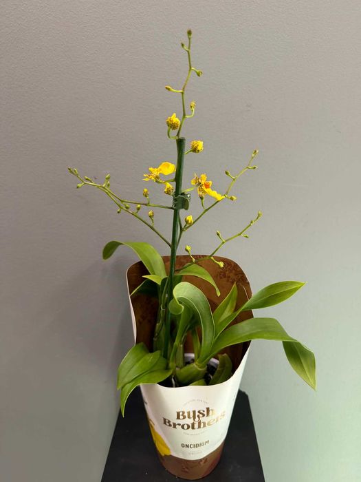 Storczyk Oncidium