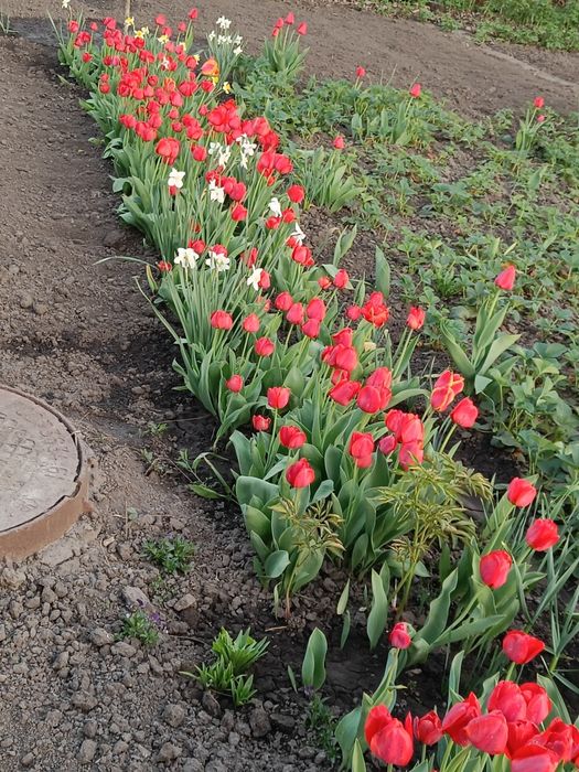 Цибулини ранніх тюльпан дітки.