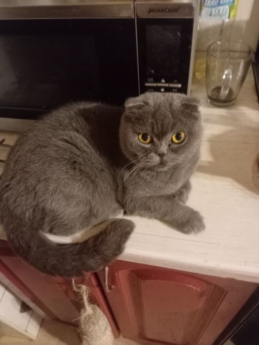 Kotka szkocka zwisloucha
