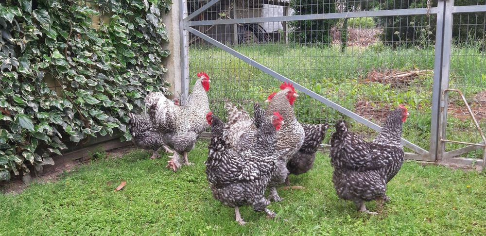 Ovos galados de galinha de raça