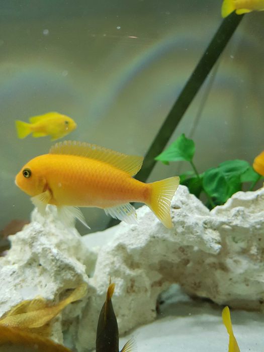 Pyszczak pyszczaki zebra red red stado