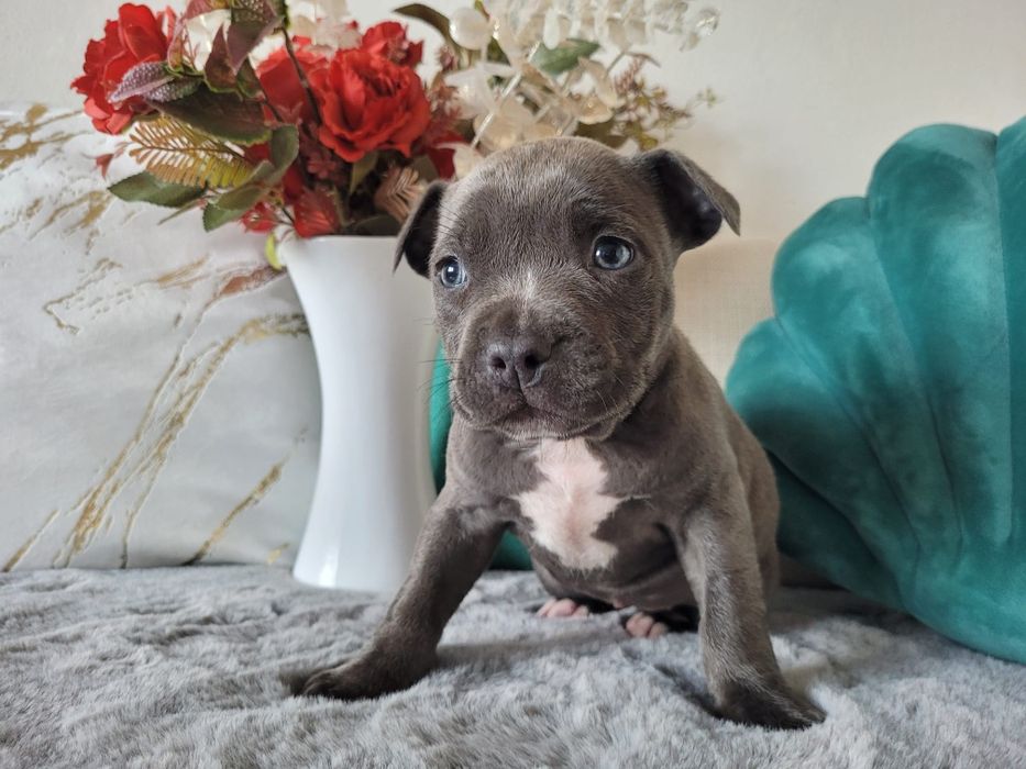 Urocza suczka Amstaff!