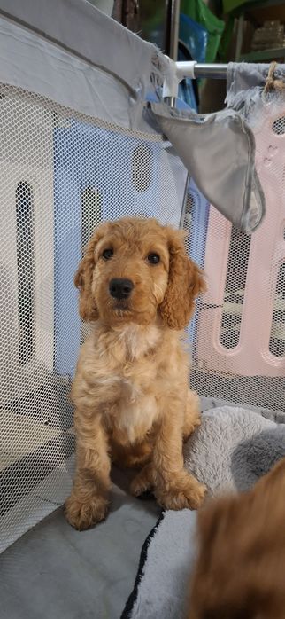 Cockapoo red - śliczne suczki gotowe do odbioru