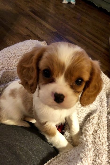 Круті малюки! Кінг Чарльз!