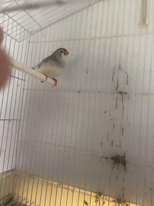 Mandarins de exposição 2026