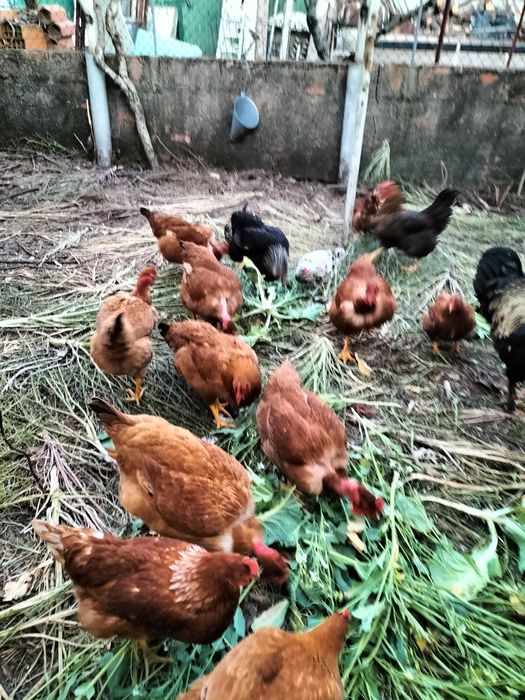 Galinhas  amarelas de carne