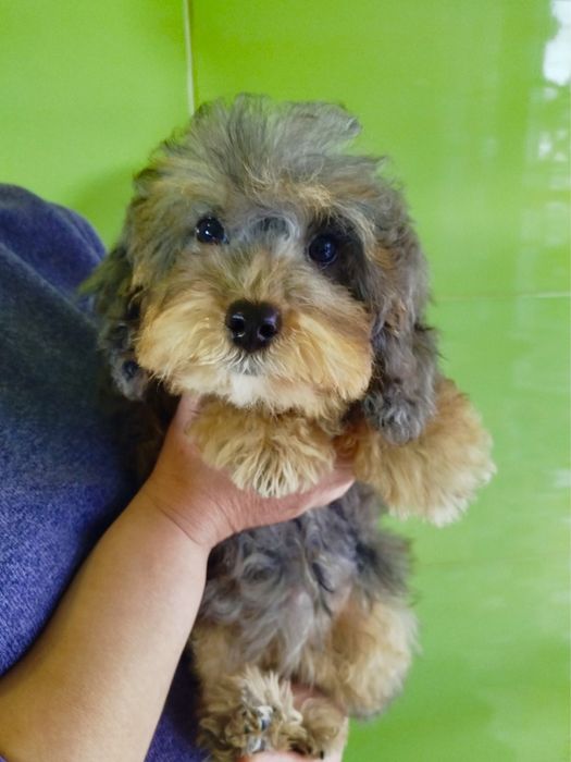 Невероятно красивая МИНИ девочка Мальтипу Ф2