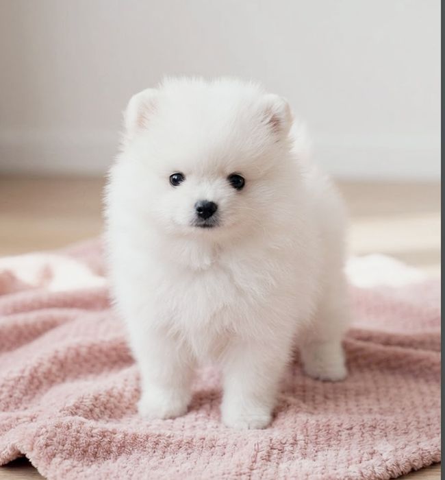 Śliczna malutka suczka * szpic miniaturowy* pomeranian* rodowód  czip