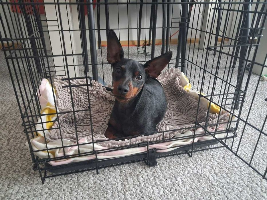 Клітка переноска для собаки металева | Вольєр | Клетка для щенка