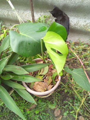 Монстера молодая