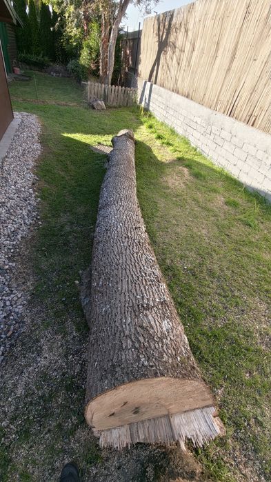 kłoda jesionu idealna do przetarcia