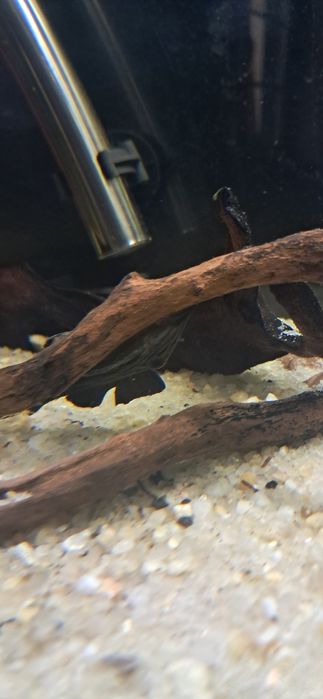 Vendo plecos raros