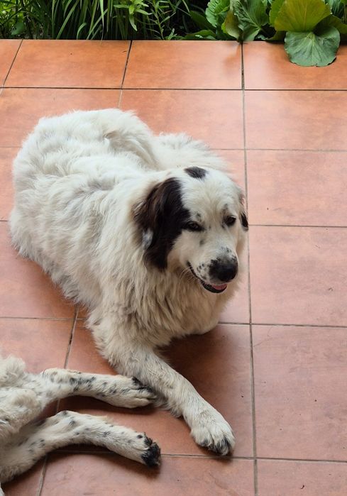 Zginęła suczka Rika