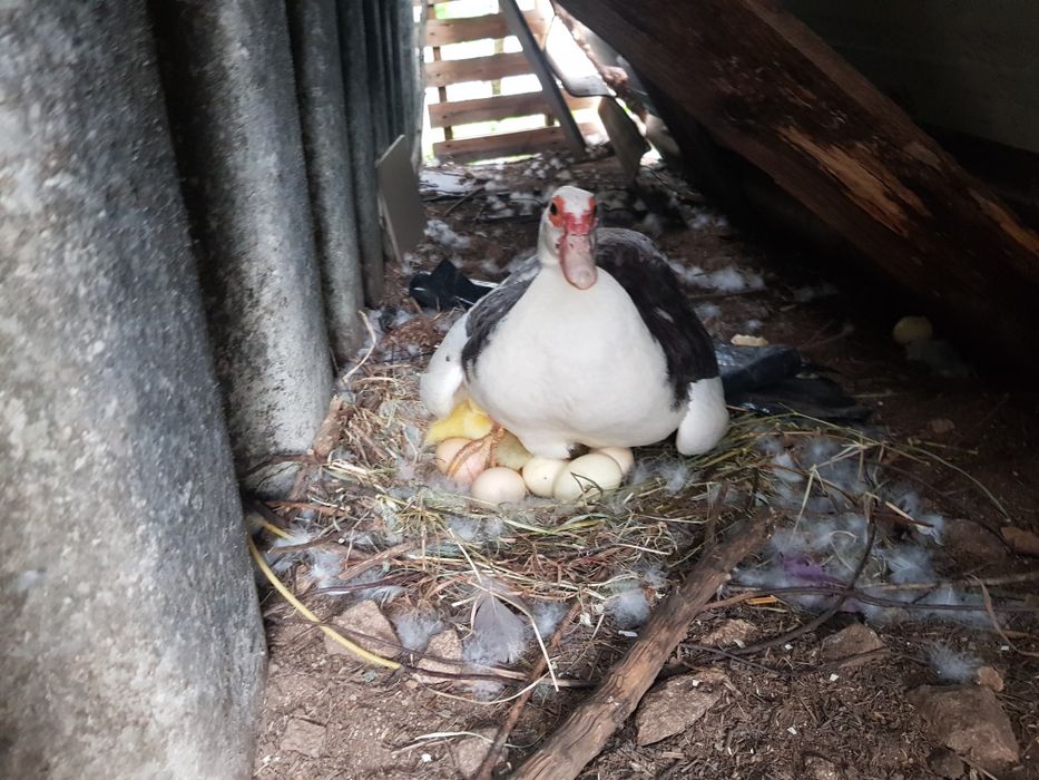 Patos mudos muito bonitos