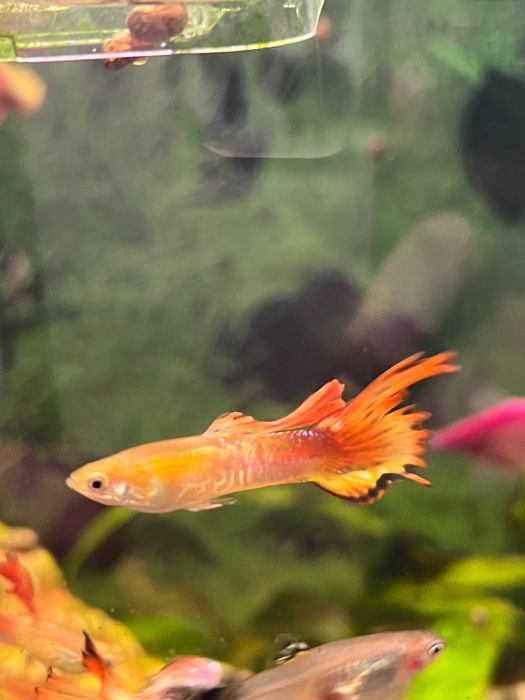 Гуппі мікс від 10шт.