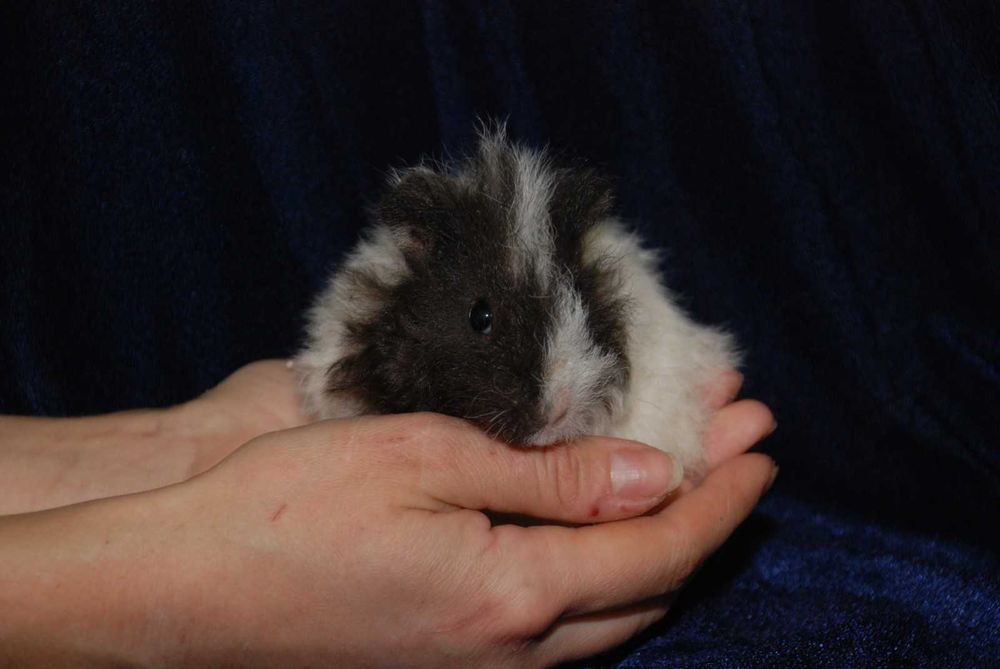 Морськи свинки в асортименті