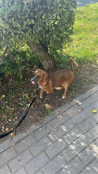 Oddam szczeniaka w dobre ręce