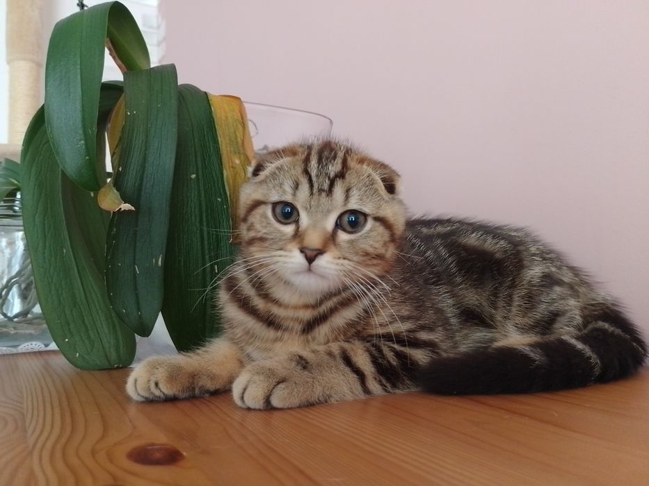 Шотландське висловухе кошеня скотіш-фолд мармурове. Київ