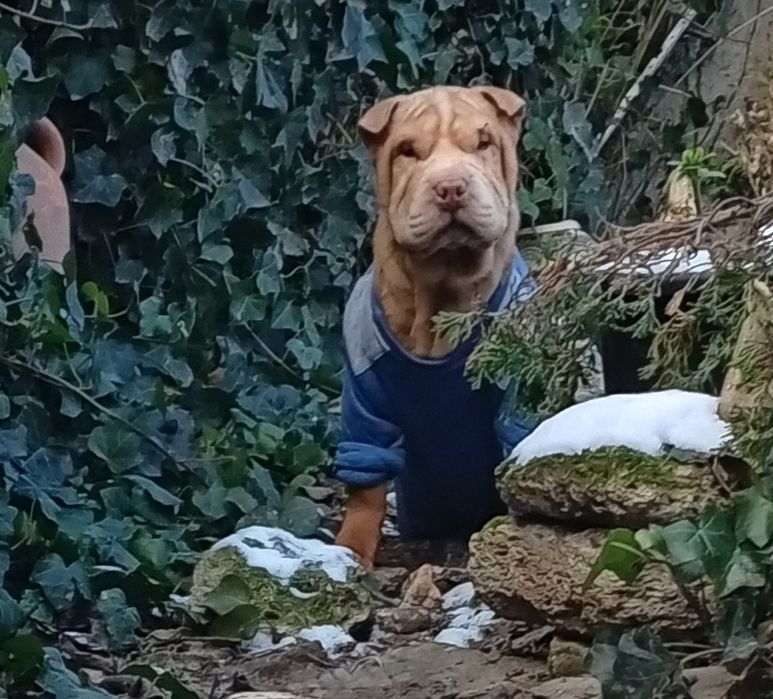 Shar pei,Шарпей щенок, мальчик