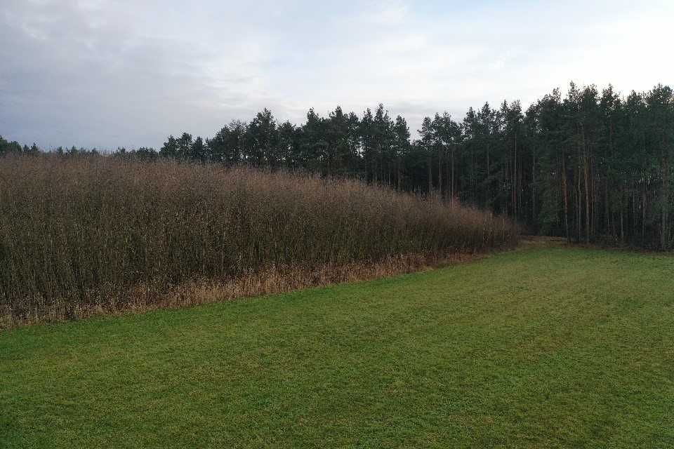 Wierzba energetyczna 10 letnia 0,5 ha