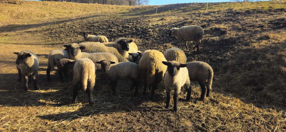 Jagnięta czarnogłówka owca owce owieczki