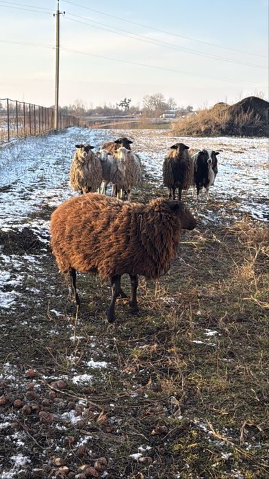 Барани на мʼясо, розплід