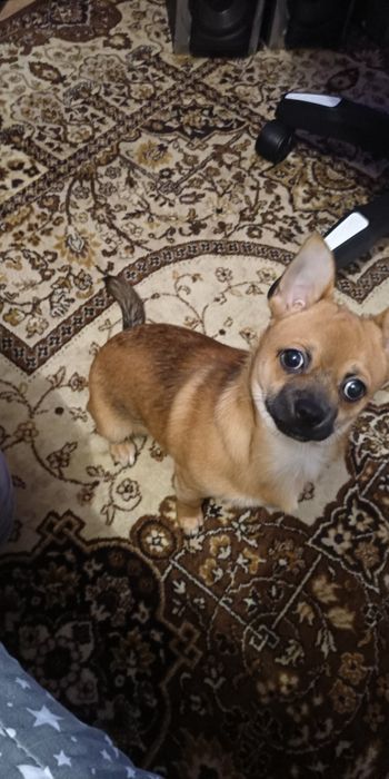 Продам собачку чихуахуа