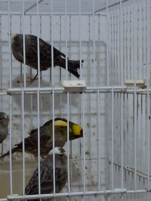 Vendo canários lizard ou troco por personatas ancestrais