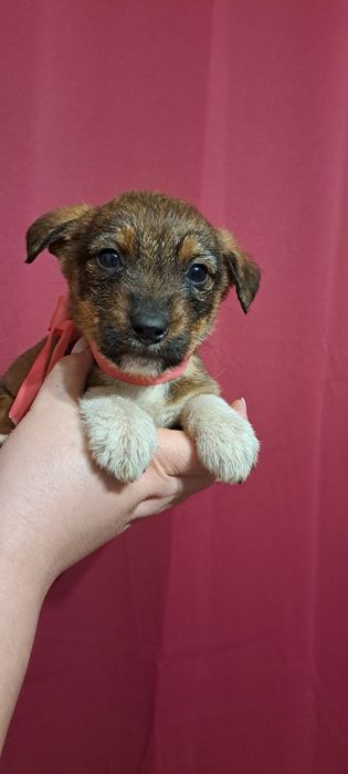 Песики шукають люблячю родину