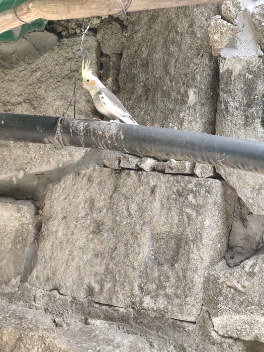 Duas Caturras disponíveis