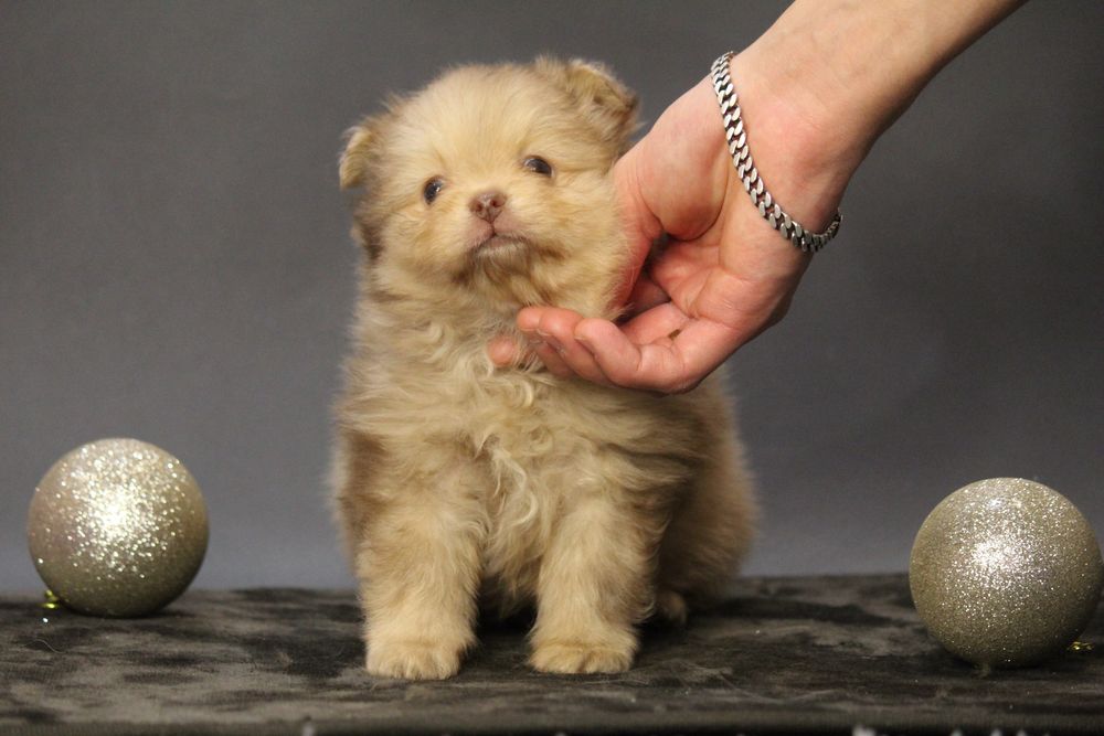 На бронь хлопчик шпиц , резервируем