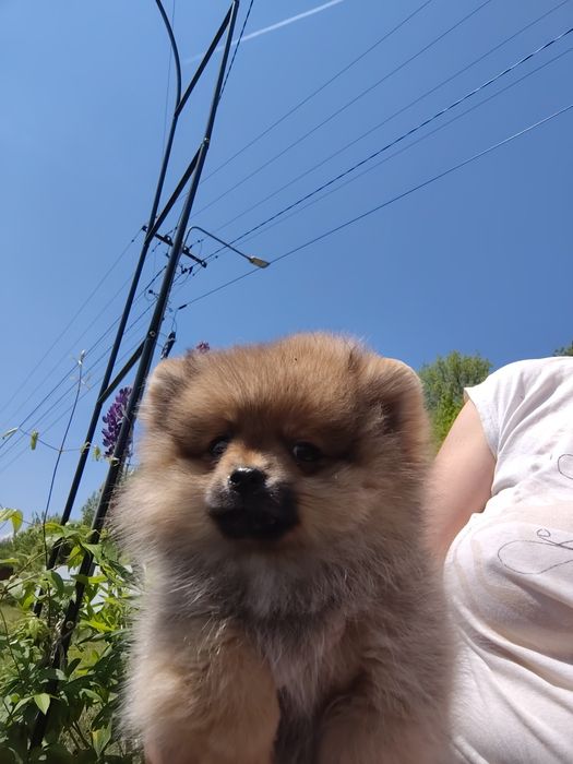 Szpic pomeranian