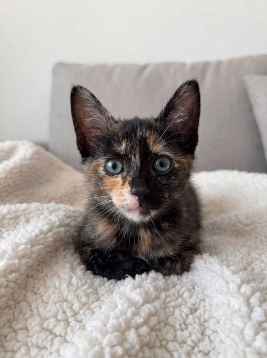 Setúbal e arredores / Margem Sul — PEPPER e SPOT, gatinhas para adoção