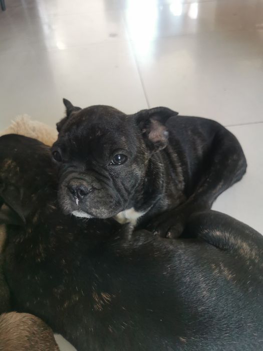 Buldog francuski