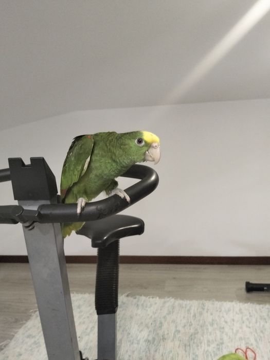 Papagaio amazona oratrix