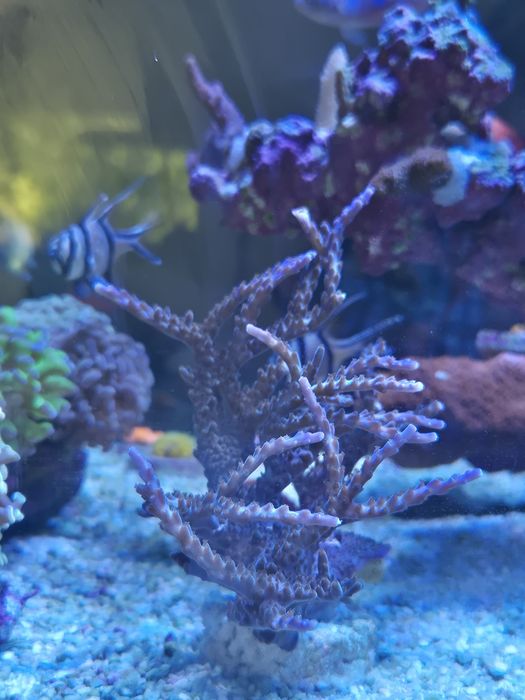 Coral duro sps colónia