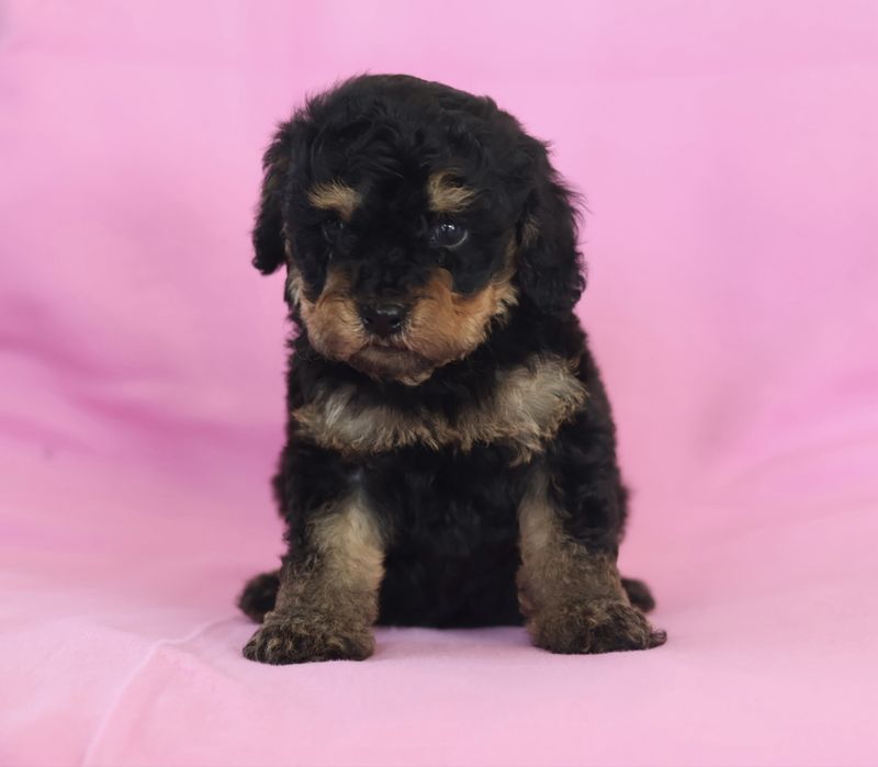 Cavapoo F2B samiec